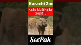 Karachi Zoo, Madhubala and Malika suffer TB #karachi #warzone #elephant