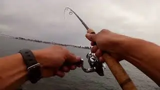 lost a big fish #sdfishing #fishing #bayfishing #bighammers #spotty