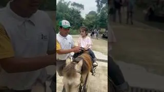 Adek naik Kuda Poni #kudaponi #pyfツ #animalzoo #majalengka