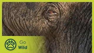 The Magnificent Seven - Africa's Wild Wonders - Go Wild