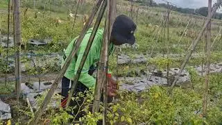 GENIUS FARMER&rsquo;S TRICK: HARVEST HUNDREDS OF SPICY CHILI PEPPERS EASILY! - Agriculture Farming