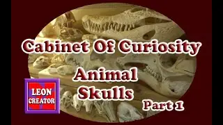 ANIMAL SKULLS - Cabinet of Curiosity!!! - Part 1 - with Leon Hills - LEON CREATOR