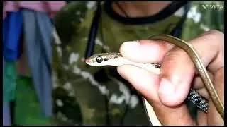 #🐍rescue+released mission#COMMON BRONZE-BACK TREE 🐍#Dendrelaphis tristis#Non-venomous#BET-ACHRA SAP#