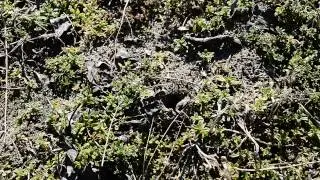 Lycosa singoriensis spider
