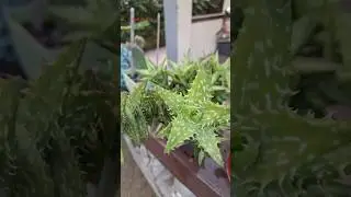 Tiger Tooth Aloe #youtubeshorts #flowers #succulent #shorts #plants #garden