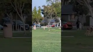 Trying to video a Belgian Malinois @ full speed is very difficult #belgianmalinois #trending #dog