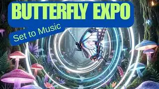 Butterfly Soundscape - Nature Sights & Sounds