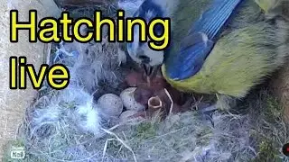 15/5/23 DAY STREAM Blue tit nest HATCHING STARTED 14TH MAY live stream uk ASMR