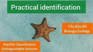 Starfish distinguishable features|Starfish characteristics|Starfish Classification|Starfish facts