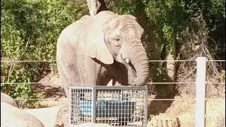 Hogle zoo elephants #elephant #Hoglezoo #zoo #captivity