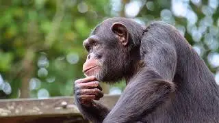 can animals really commit suicide