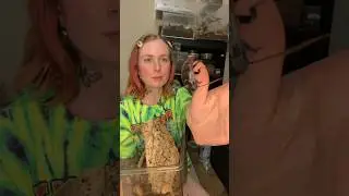 Три вида тараканов, которых я держу в качестве домашних животных! Мадагаскарский шипящий таракан,...
