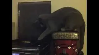 DJ Willow