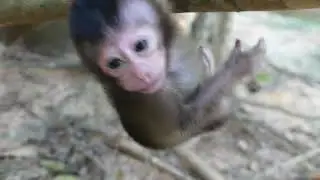 OMG Bree cry for mommy help her | How adorable small baby monkey Bree!