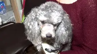 Arčiau mūsų (2015 10 03) Ar sunku rasti veterinaro darbą?