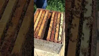 Les signes d' #essaimage comme des #cellule #royale forcent les #division #apiculture #abeille