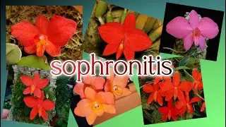 Sophronitis orchids