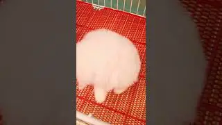 Cute Mini Funniest Animals - Best Of The 2025 Funny Animal Videos #94.9