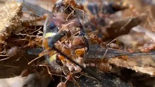 The Life of a Forager: How Ants Feed Their Entire City