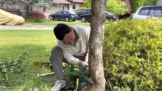 山寨农夫生活：砍树一小时，挖根要三天！介绍砍树和挖根工具，自己动手省掉300元！