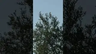 Meteorite cade in Sicilia: ripreso in diretta a Mazara del Vallo (VIDEO REALE)