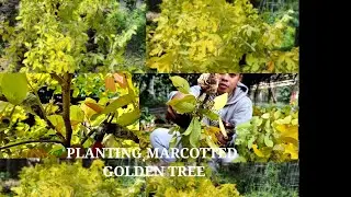 PLANTING MARCOTTED GOLDEN TREE
