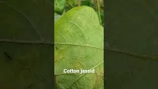 Cotton jassid#farming #agriculture #trending #shortvideo #viral #pestcontrol #cotton