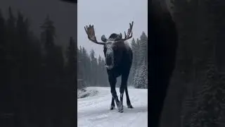 Snowfall Serenity in the Forest: Deer with Snow-Covered Antlers Savoring Ground Snow #shorts