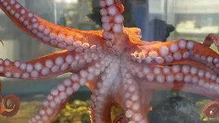 Octopus feeding at Hatfield Visitor Center in Newport
