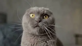 Wildlife Animals   Safari Moments   Forest   Free    #animals #cats #funnycats #funniestanimals