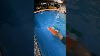 republic day swim #swimming #swimtips #happyrepublicday #bhilai #indian #chhatisgadh #swimskills