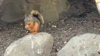 Chickaree munches on peanut halves