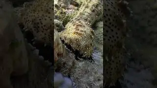 The Secret Life of Sea Cucumbers #SeaCucumber #MarineLife #OceanConservation #UnderwaterEcosystem