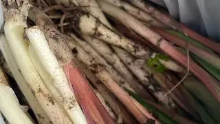 Foraging for ramps in Iowa!