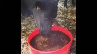 Cattle enjoying mineral tubs