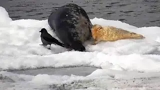 Estonian Grey Seal CAM~🥰 Mom is feeding her Puppy~1:58 PM 2026/02/04