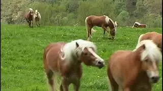 Psayrer: Psayrer Sound