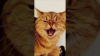 chalu cat 🐈😺 #funny #cat #cute #memes #cats #catvideos#funny #viralshort#yt#ytshorts#ytshort#sorts