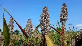 Youth Turning Hope into Harvest | Sorghum & Millet Farming in South Sudan
