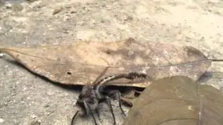 The Strongest Ant in the World - Ant vs Robber Fly