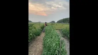 Shucking Pea Harvest