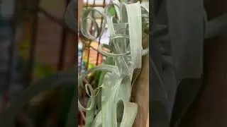 Options for displaying air plants!