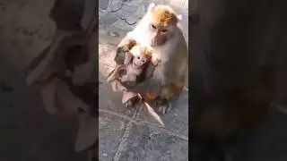 monkey baby funny video#shorts#comedy#animals#baby#virals#Rushda hayat