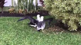 Albatross Nesting 2018