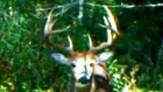 MASSIVE 10 POINT in hard antler munching on deer mineral.