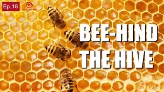 Bee-hind The Hive: Hello Okanagan