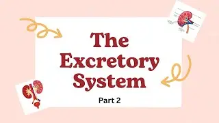 EXCRETORY SYSTEM | PART 2 | CLASS 10 | ICSE | CBSE | 