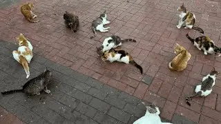 hundreds of cats in one park &ndash; this park is a cat paradise