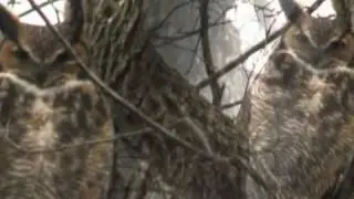 A Fledgling Owl Emerges From Its Nest