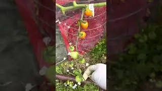 How to Grow Gardener&rsquo;s Sweetheart Cherry Tomato in a Hydroponic System